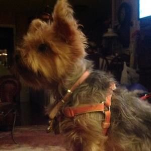 Meet your Posher, Cornelle